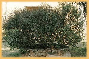 Tulasi devi